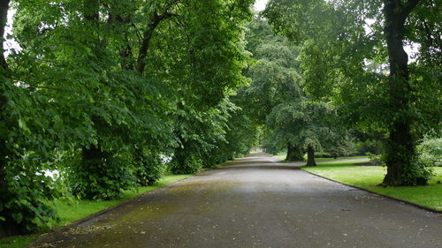 Empty road amidst trees