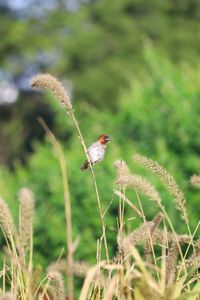 Close-up of a bird on grass