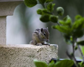 Close-up of squirrel