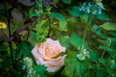 Close-up of rose plant