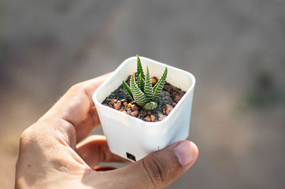 Cropped hand holding succulent plant