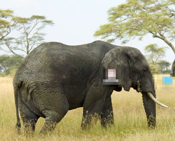 View of elephants on field