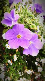 Close-up of purple flowers blooming outdoors