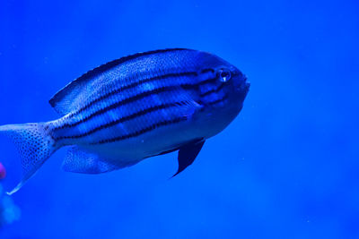 Close-up of fish swimming in sea