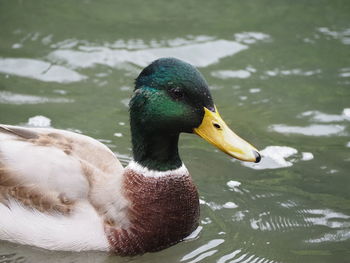 Close-up of mallard duck swimming in lake