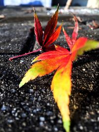 Close-up of maple leaves on road