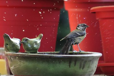 Close-up of bird perching in bowl