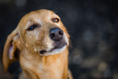 Close-up portrait of a dog looking away