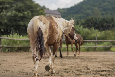 Horses in a field