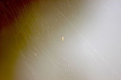 Close-up of spider on web