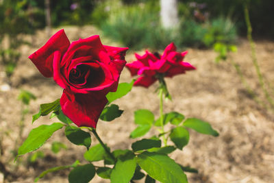 Close-up of red rose blooming outdoors