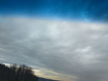 Low angle view of trees against sky