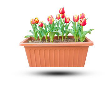 Potted plant against white background