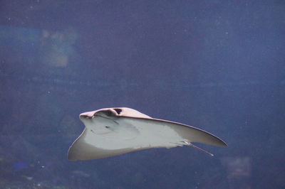 View of stingray underwater