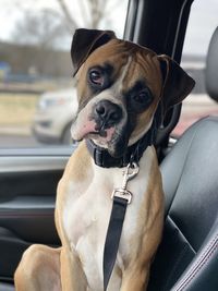 Boxer car ride