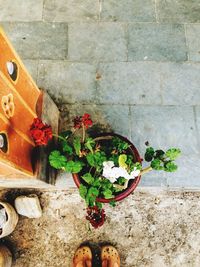 Close-up of potted plant