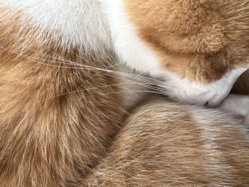 nose