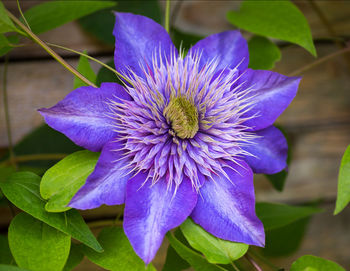 Close-up of purple blue flower