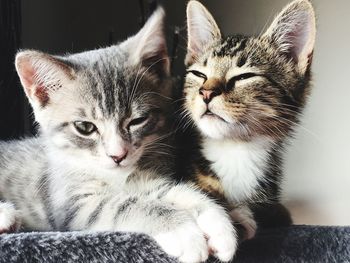 Close-up portrait of cat relaxing