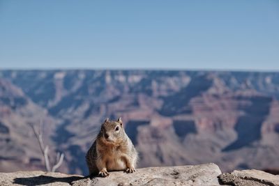 Squirrel on rock against sky