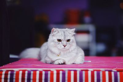 Portrait of white cat looking at basket on table
