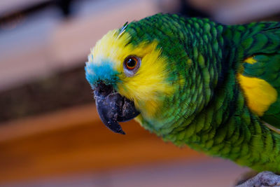 Close-up of parrot perching on cooling rack