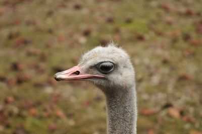 Close-up of bird against blurred background