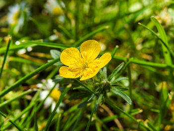 Close-up of yellow flowering plant