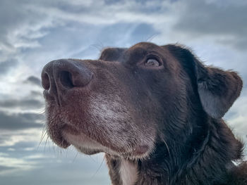 Close-up of a dog looking away