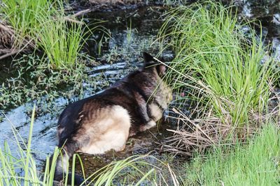 High angle view of a cat on grass