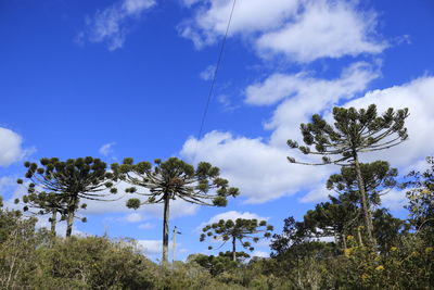 Low angle view of trees against sky