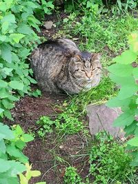 High angle portrait of cat sitting on grass