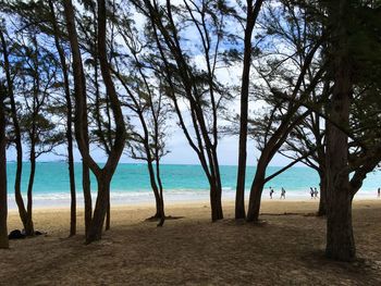 Trees on beach against sky