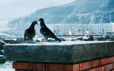 Birds perching on retaining wall