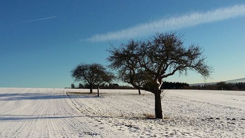 Single tree on landscape against sky