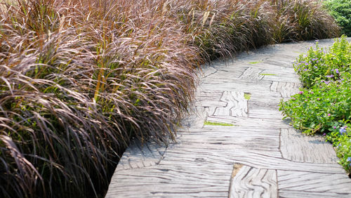 Boardwalk amidst plants on field