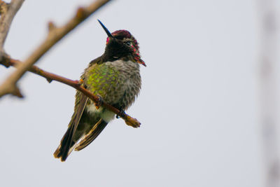 Close-up of bird perching on leaf