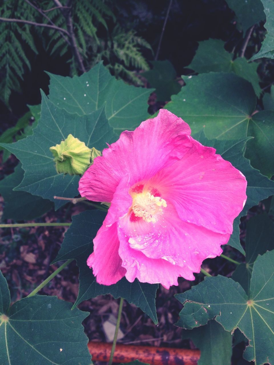 flower, petal, freshness, fragility, flower head, growth, leaf, beauty in nature, pink color, single flower, close-up, blooming, nature, plant, hibiscus, focus on foreground, in bloom, red, blossom, stamen