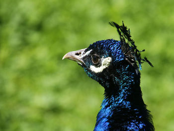 Close-up of peacock