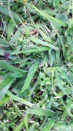 High angle view of fresh green plants on field
