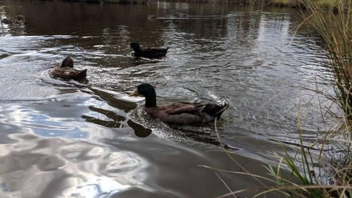 High angle view of ducks swimming in lake