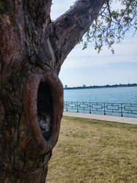 Close-up of tree trunk