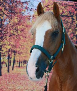 Close-up of a horse