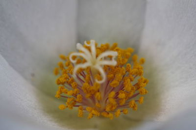 Close-up of yellow flower