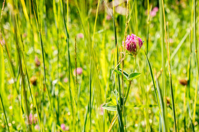 Close-up of flowers blooming in field