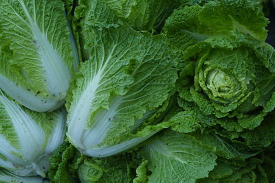 Large group of napa cabbages after harvesting