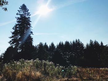 Scenic view of forest against clear sky