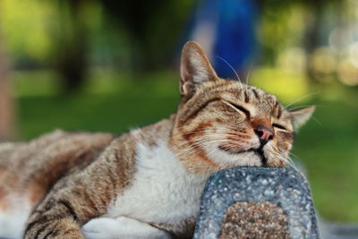 Close-up of a cat with eyes closed