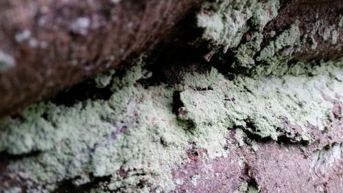 Close-up of tree trunk