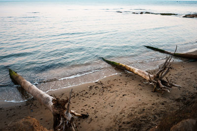 High angle view of driftwood on beach